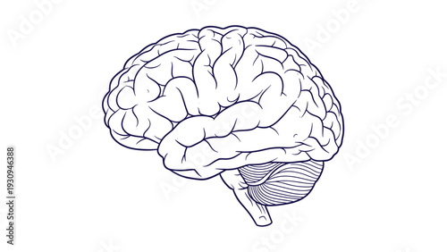 Detailed anatomical illustration of a human brain showing the complexity of the organ in a clean blue line art style on a white background.