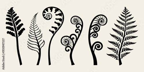 Stylized fern fronds and spirals in a black and white illustration
