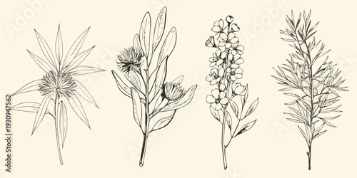 Vintage botanical illustration featuring various plant stems and delicate flowers