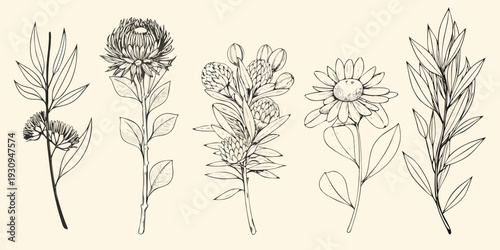 Botanical illustration of various wildflowers and foliage in black ink
