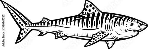 Tiger shark illustration vector black and white aquatic marine life animal isolated on white background for tattoo design and education