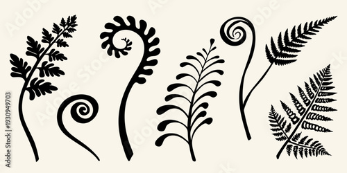 Black silhouettes of various fern fronds and spiraling plant shoots