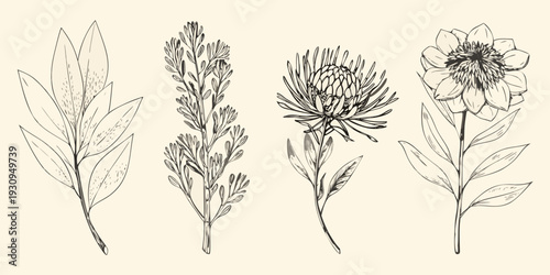 Vintage botanical illustration featuring various flowering plants and foliage