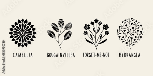 Botanical illustrations of camellia bougainvillea forget me not and hydrangea flowers