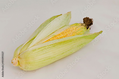 View of corn or corn cob in milky maturity with green leaves, Sofia, Bulgaria 