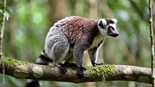 Wild Ring-tailed lemur resting on mossy tree branch in forest