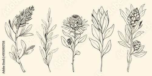 Botanical illustration of various native australian wildflowers and foliage