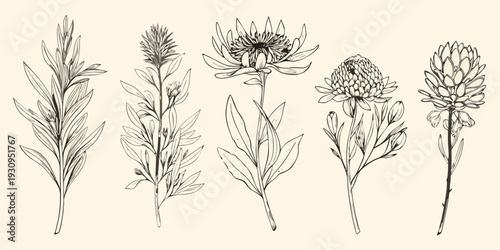 Botanical illustration of protea and other native australian wildflowers