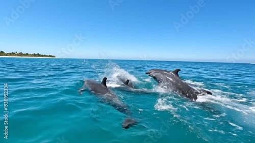 Wallpaper Mural Pod of wild dolphins swimming in clear blue tropical ocean Torontodigital.ca