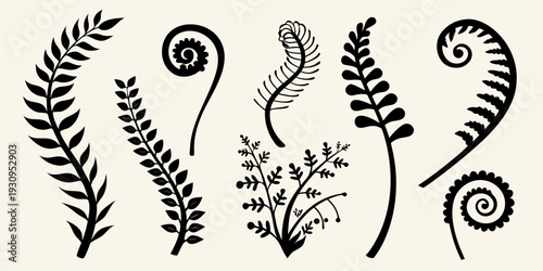 Botanical illustration of various fern fronds and curled fiddleheads