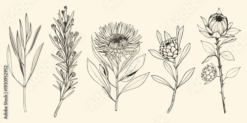 Tableau sur toile Detailed botanical illustration of protea and other native australian flowers
