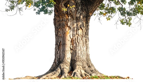 Majestic Oak Tree Trunk - A Symbol of Strength and Longevity.