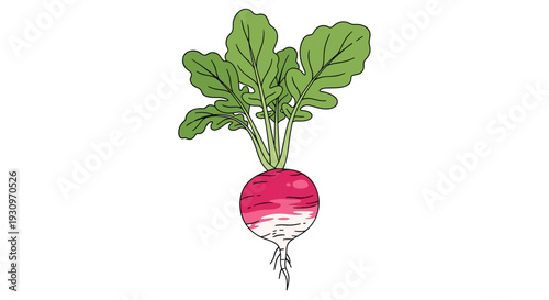 Simple cartoon illustration of a fresh round red and white radish with a full bunch of green leaves on top.