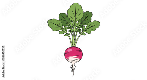 Simple and clean cartoon illustration of a round red and white radish with a full bunch of green leaves on top.