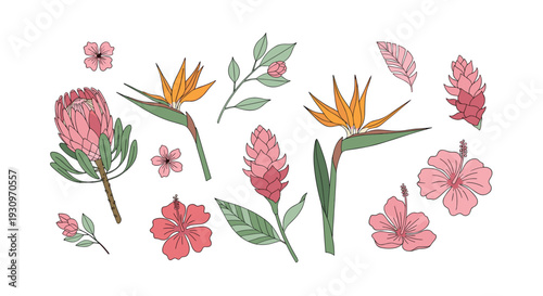 Set of beautifully hand-drawn tropical flowers including protea hibiscus bird of paradise and ginger lily on a white background.