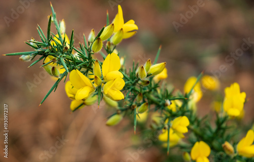 Φωτογραφία Close-up of yellow Gorse flowers with sharp green thorns.