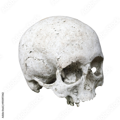 Ancient human skull isolated on transparent background