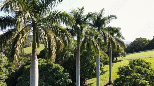 Wallpaper Mural Tall palm trees in sunny tropical landscape with green rolling hills Torontodigital.ca