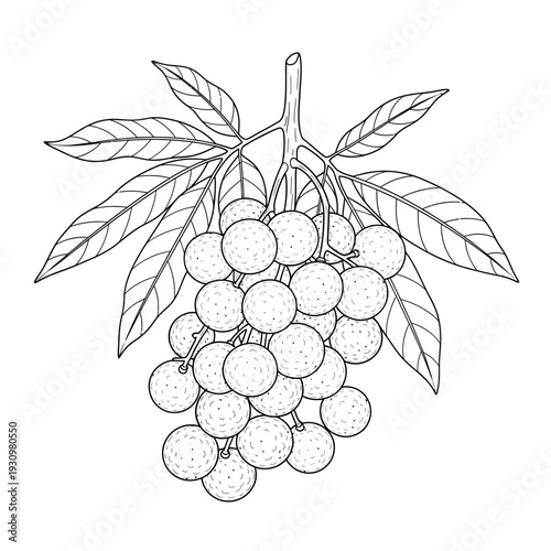Bunch of Grapes with Leaves.