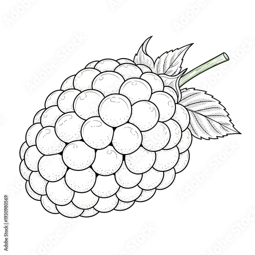 Blackberry Fruit Illustration with Leaves.