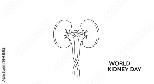 Detailed Line Art Illustration of Human Kidneys for World Kidney Day on Isolated White Background