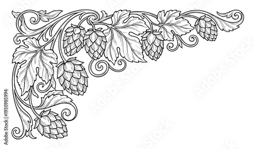 Detailed craft beer hops illustration in engraving technique.