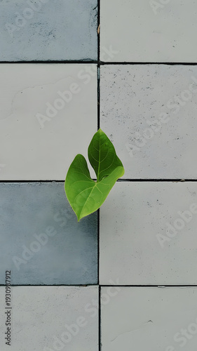 green leaf growing through gray concrete tiles