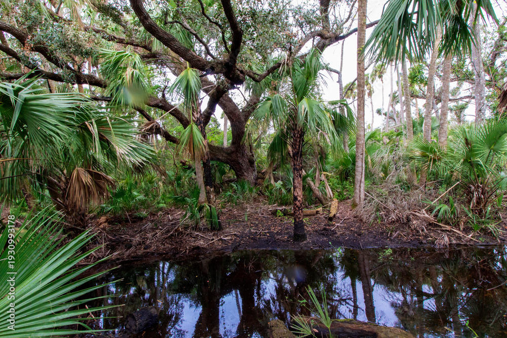 Fototapeta premium Kilpatrick Hammock, Kissimmee Prairie Preserve State Park, Florida