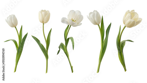 set of white tulips isolated on a white background