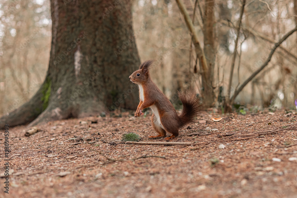 Fototapeta premium A red squirrel stands alert on the forest floor, surrounded by trees and fallen needles, pausing on its hind legs in a quiet woodland scene that captures wildlife awareness and natural behavior.
