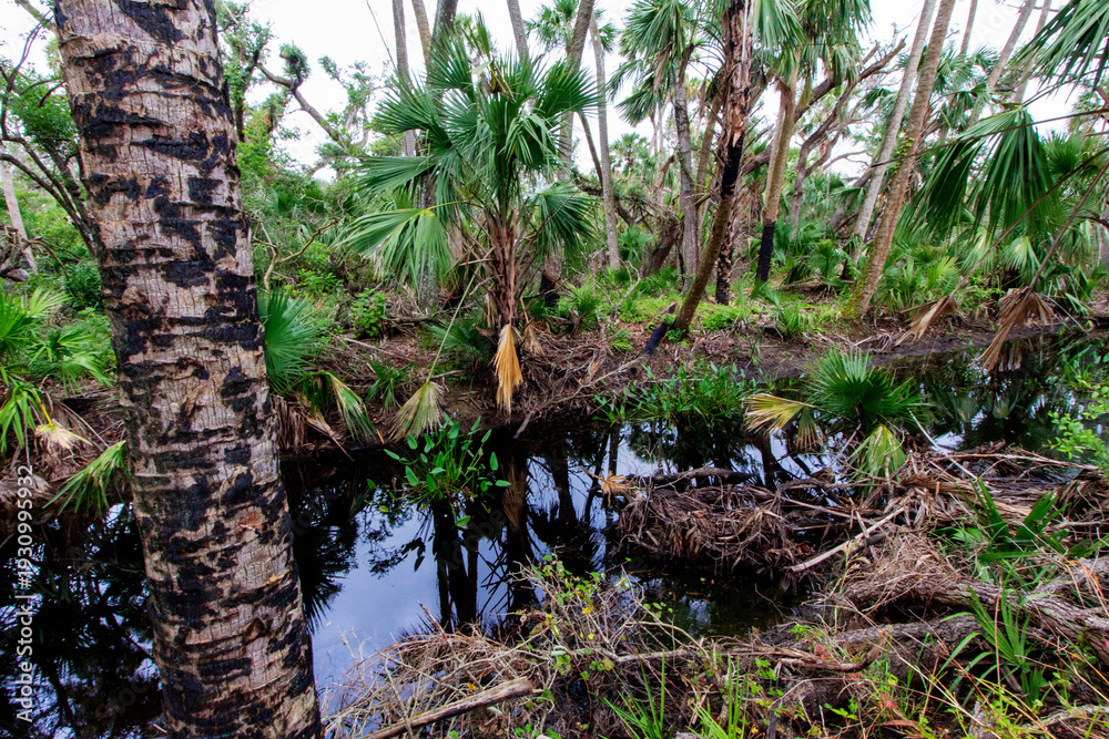 Obraz premium Kilpatrick Hammock, Kissimmee Prairie Preserve State Park, Florida