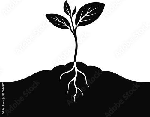 A small plant sprouting from the ground with roots and leaves growing