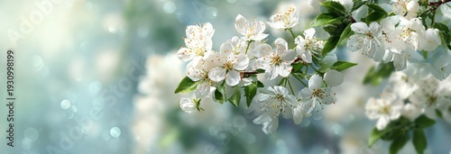 Delicate Spring Blooms: White Blossoms on a Soft Blue Background in Natural Light