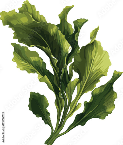 Detailed botanical illustration of green seaweed plant with elongated wavy leaves, marine biology drawing of kelp for ocean ecosystem, edible sea plant, healthy food design