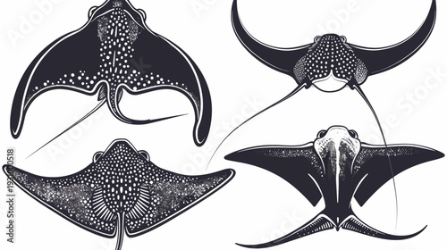 Black and white illustration of four spotted eagle ray images, depicting their unique forms