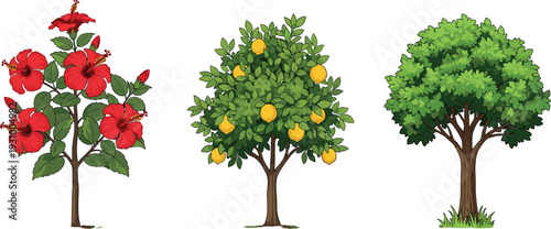 Illustrated tropical and garden trees set featuring hibiscus flower plant, lemon fruit tree and lush green ornamental tree isolated on white