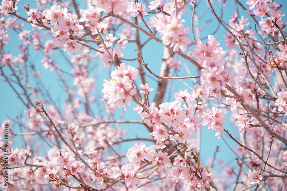 Fototapeta premium Blooming pink almond tree branches against blue sky, soft spring floral background wallpaper