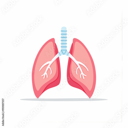 Cartoon Illustration of Human Lungs and Respiratory System Anatomy