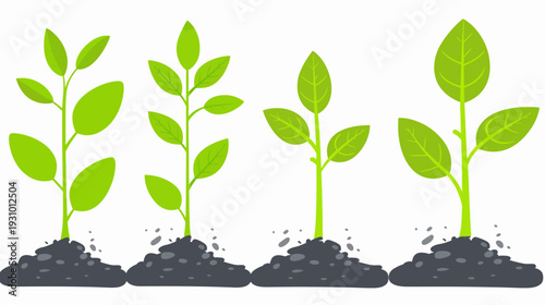 Four stages of plant growth in a simple illustration, green leaves, green stems, and soil