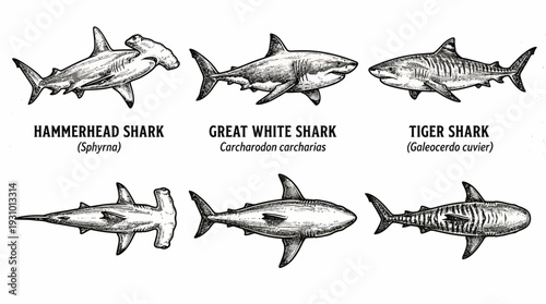 Hand Drawn Shark Outline Vector Set – Vintage Marine Line Art Illustration