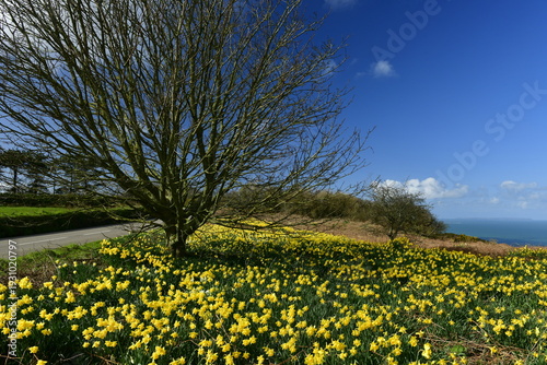 Le Platon, Jersey, U.K. Wild Spring Daffodils in bloom close to the coastal cliffs.