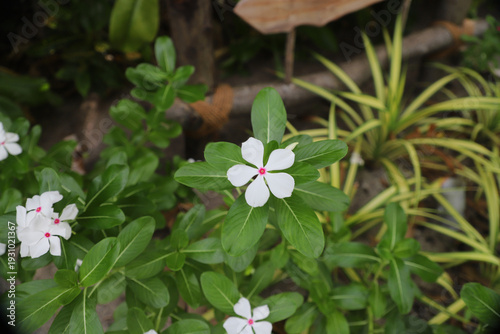 Multiple white vinca periwinkle flowers with pink centers blooming on green stems against sandy tropical garden path, fresh botanical nature photography.