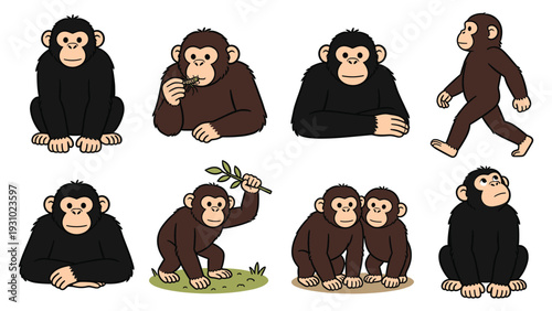 Various primate species in different poses and activities showcasing their behaviors and characteristics in a vector illustration