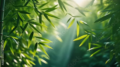 Aerial view of lush green bamboo forest with sunlight filtering through leaves, 4k video footage, cinematic motion clip