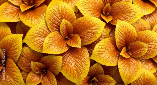 Close-up of yellow orange leaves with pronounced texture. The leaves are tightly spaced, creating the effect of volume and metallic surface.