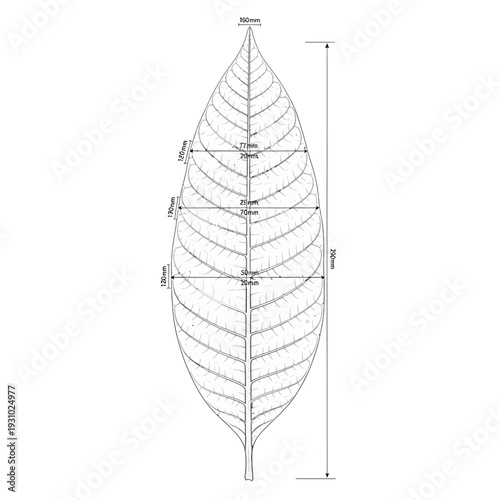 Detailed botanical illustration of a leaf with precise measurements.