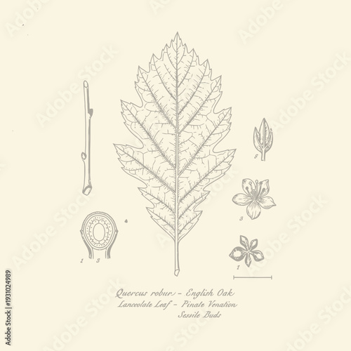 Detailed Botanical Illustration of Quercus Robur English Oak Leaf and Twig.