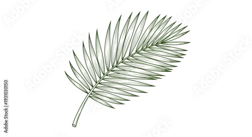 Hand-drawn sketch of a palm frond, botanical illustration, tropical leaf, vintage style, isolated on white background.