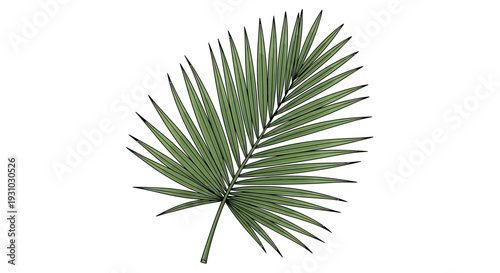 Green Palm Leaf Isolated on White Background - Tropical Plant Element