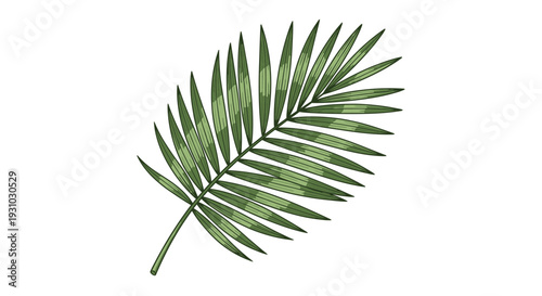 Green Palm Leaf Frond, Tropical Plant, Exotic Botanical Illustration, Isolated White Background